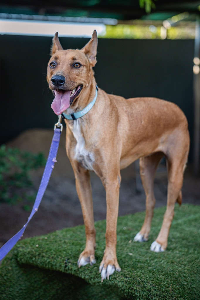 Mango, an adoptable Carolina Dog, Pharaoh Hound in Anacortes, WA, 98221 | Photo Image 3