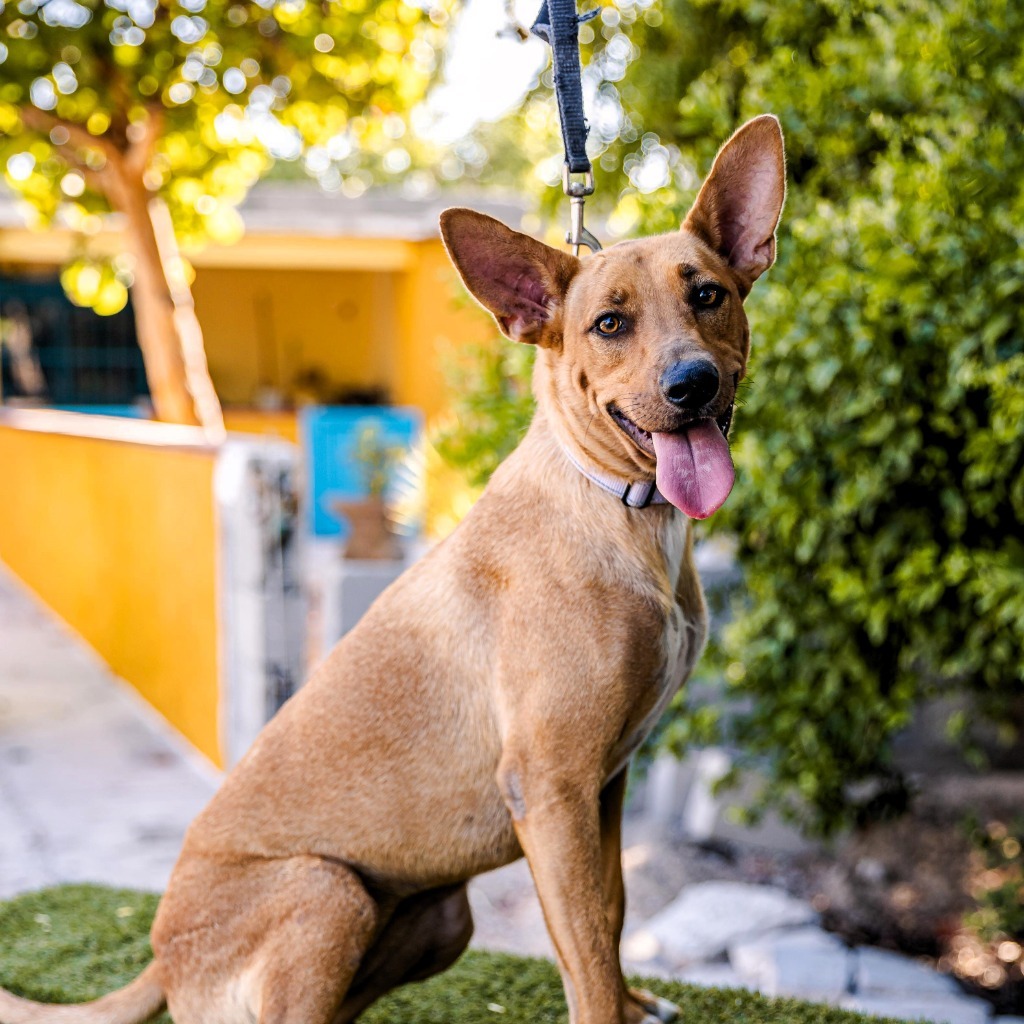 Mango, an adoptable Rat Terrier, Thai Ridgeback in Anacortes, WA, 98221 | Photo Image 4