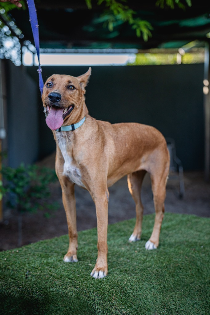 Mango, an adoptable Carolina Dog, Pharaoh Hound in Anacortes, WA, 98221 | Photo Image 4