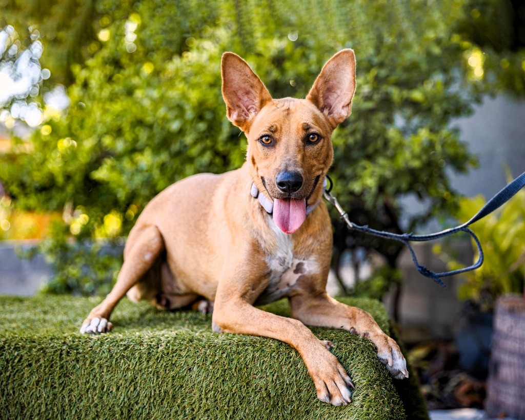 Mango, an adoptable Rat Terrier, Thai Ridgeback in Anacortes, WA, 98221 | Photo Image 5