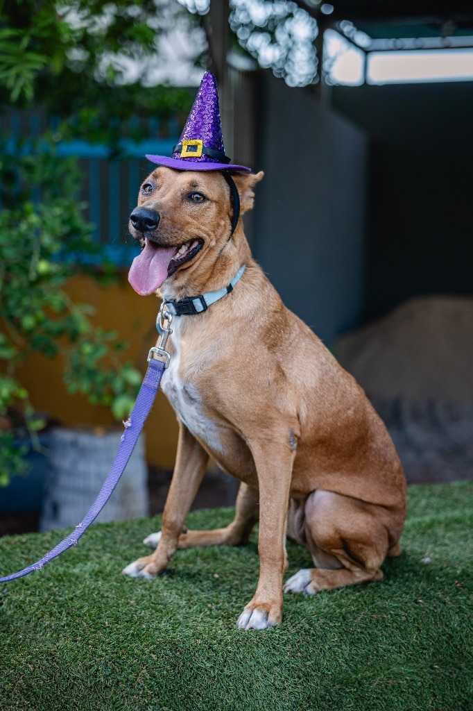 Mango, an adoptable Carolina Dog, Pharaoh Hound in Anacortes, WA, 98221 | Photo Image 5