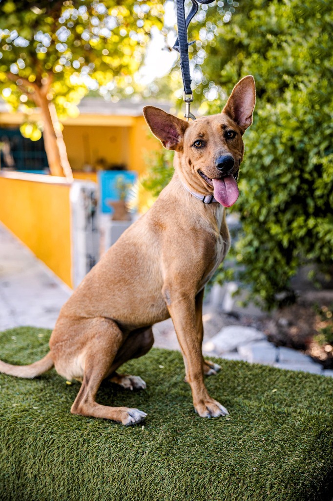 Mango, an adoptable Rat Terrier, Thai Ridgeback in Anacortes, WA, 98221 | Photo Image 6
