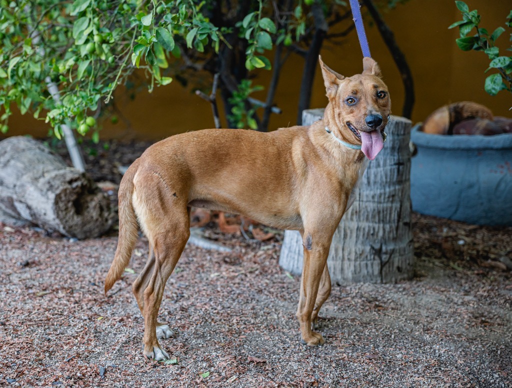 Mango, an adoptable Carolina Dog, Pharaoh Hound in Anacortes, WA, 98221 | Photo Image 6
