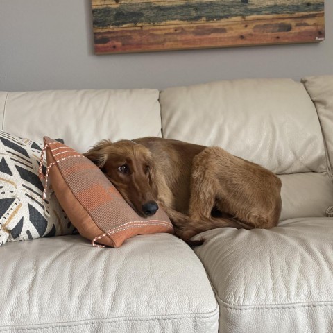 Scarlett, an adoptable Afghan Hound, Saluki in Sarasota, FL, 34240 | Photo Image 4