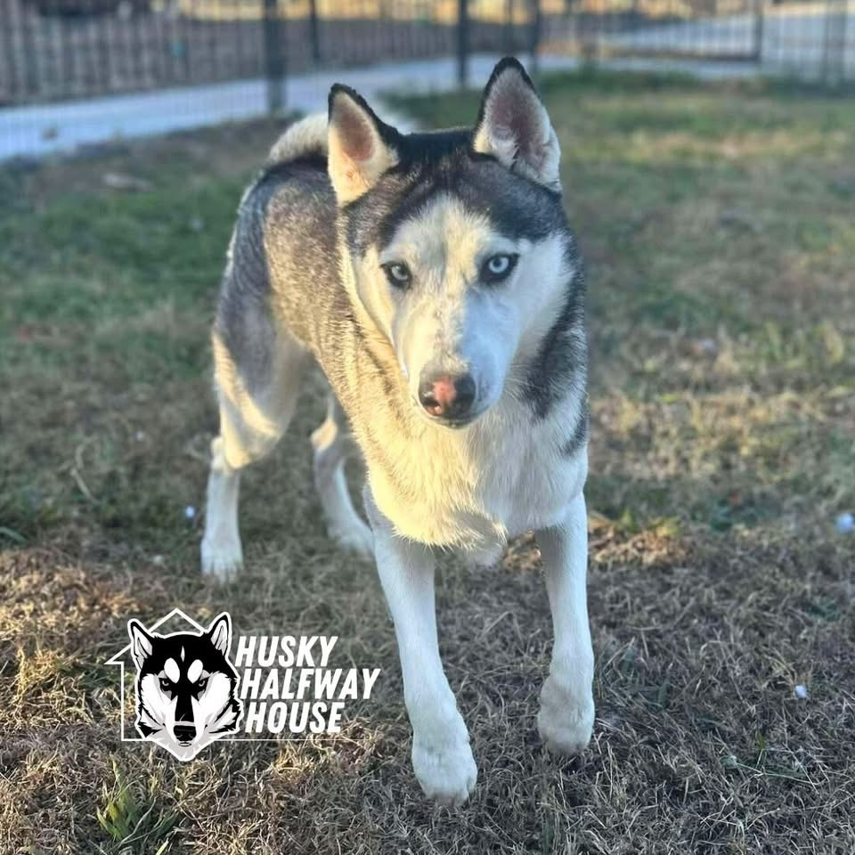 Princess, an adoptable Husky in Eufaula, OK, 74432 | Photo Image 1