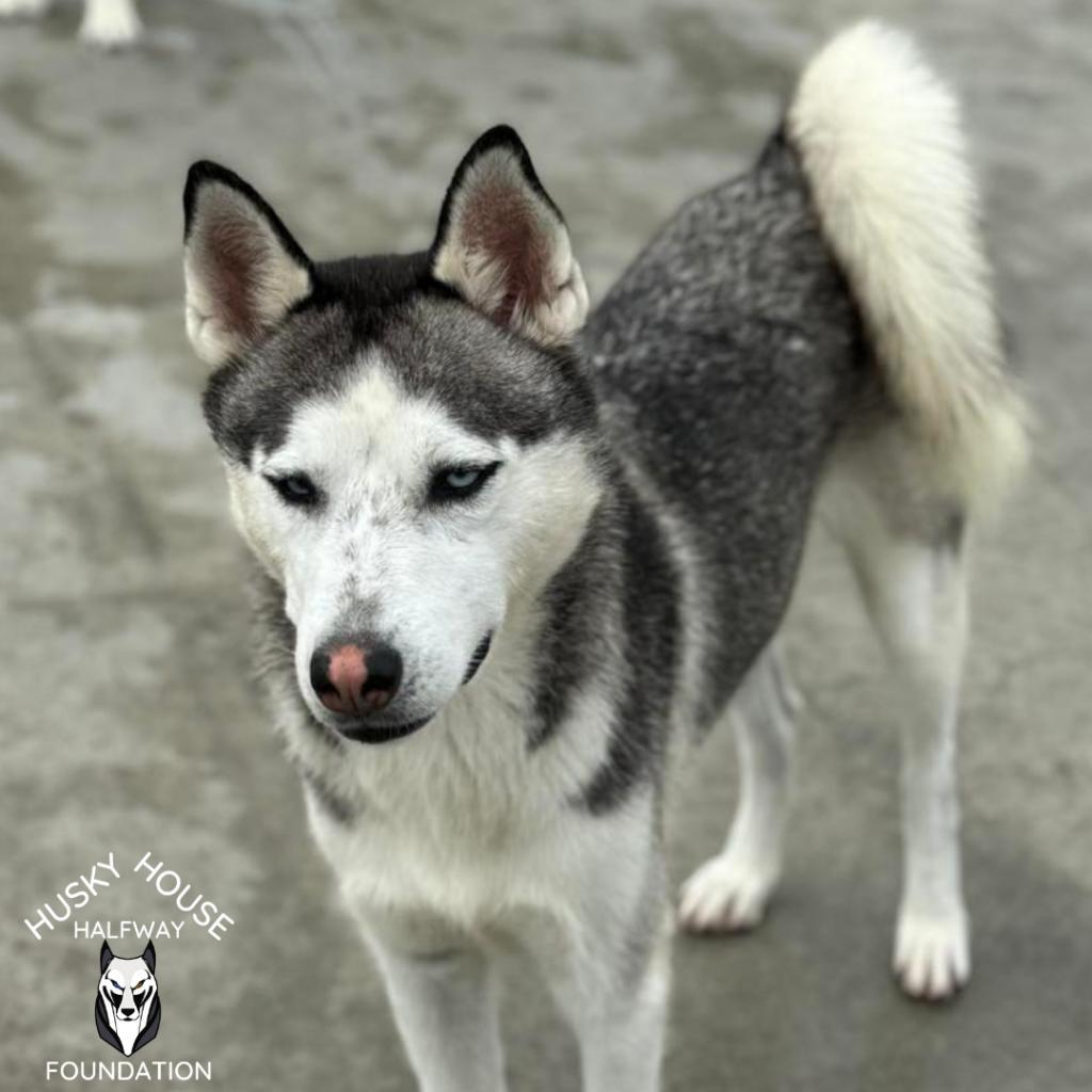 Princess, an adoptable Husky in Eufaula, OK, 74432 | Photo Image 2