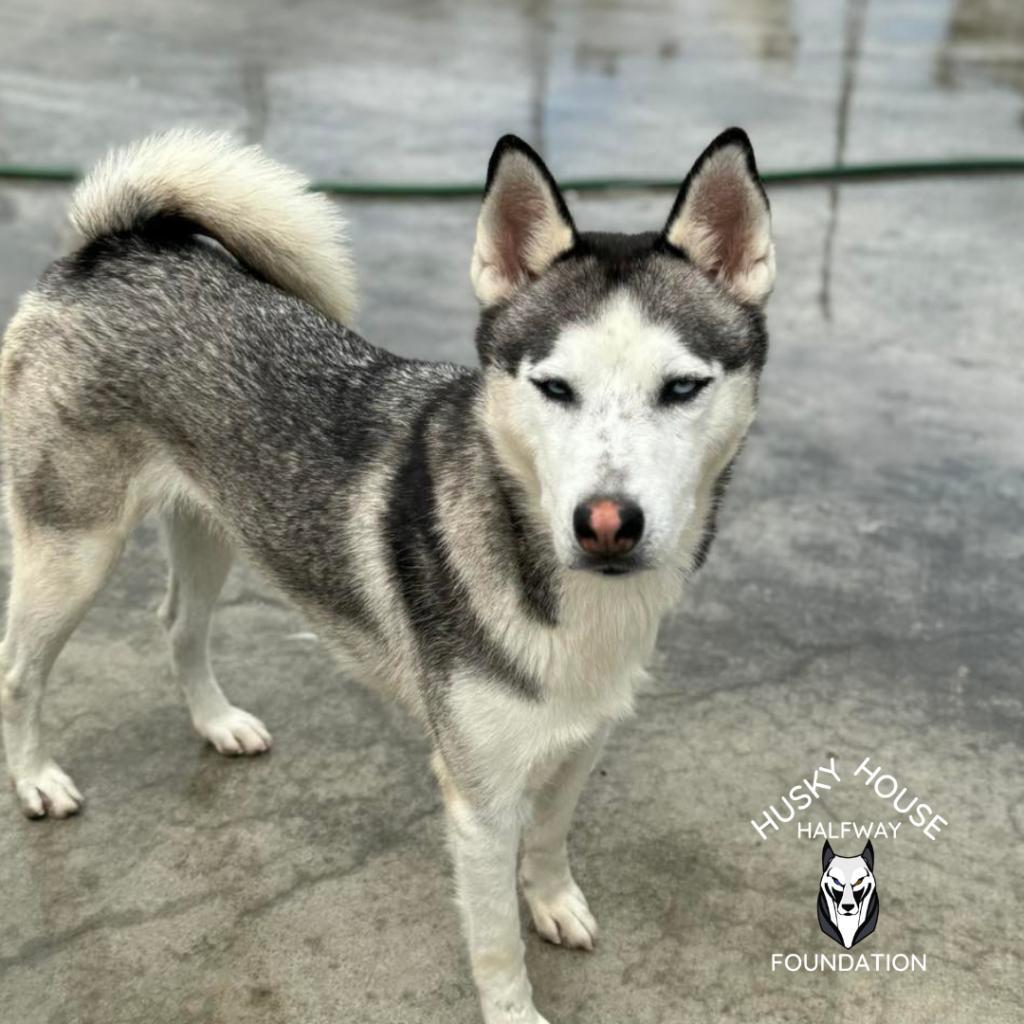 Princess, an adoptable Husky in Eufaula, OK, 74432 | Photo Image 3