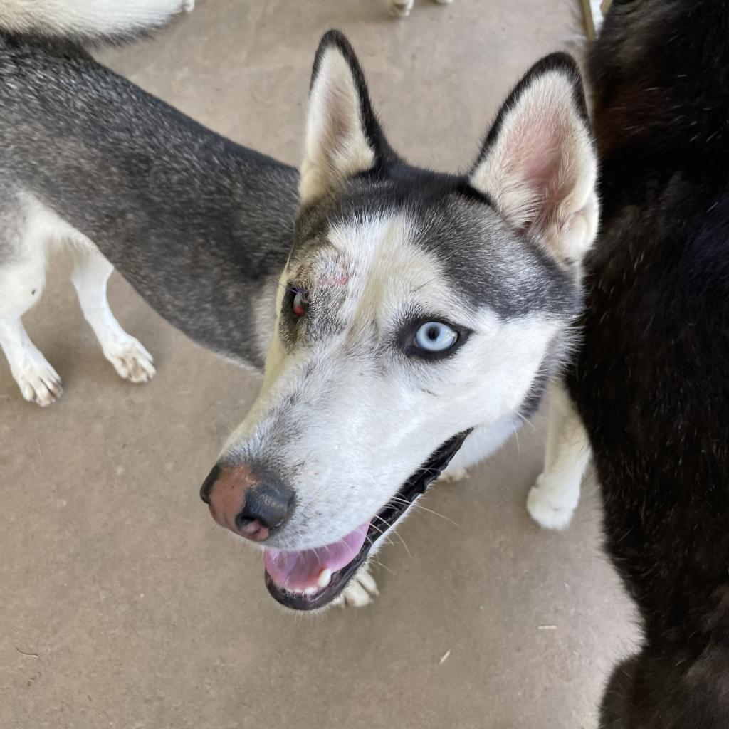 Princess, an adoptable Husky in Eufaula, OK, 74432 | Photo Image 4