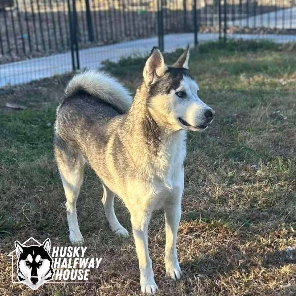 Princess, an adoptable Husky in Eufaula, OK, 74432 | Photo Image 5