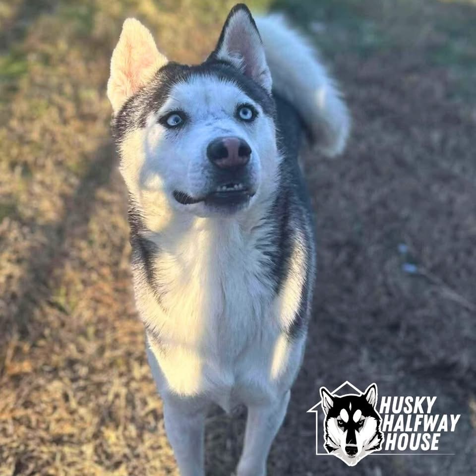 Princess, an adoptable Husky in Eufaula, OK, 74432 | Photo Image 6