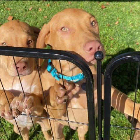 JAY- Currently enrolled in Paws-In-Prison training program., an adoptable Vizsla in Union City, PA, 16438 | Photo Image 2