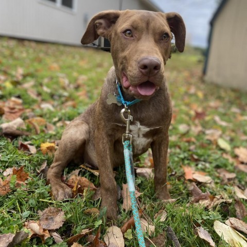 JERI- currently in the Paws-in-Prison program, an adoptable Vizsla in Union City, PA, 16438 | Photo Image 1