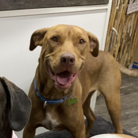 JERI- GRADUATED FROM PAWS-IN-PRISON., an adoptable Vizsla in Union City, PA, 16438 | Photo Image 1