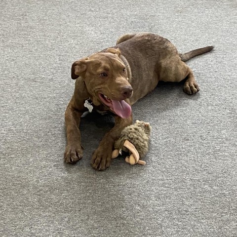 JERI- currently in the Paws-in-Prison program, an adoptable Vizsla in Union City, PA, 16438 | Photo Image 2