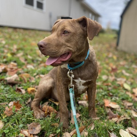 JERI- GRADUATED FROM PAWS-IN-PRISON., an adoptable Vizsla in Union City, PA, 16438 | Photo Image 3