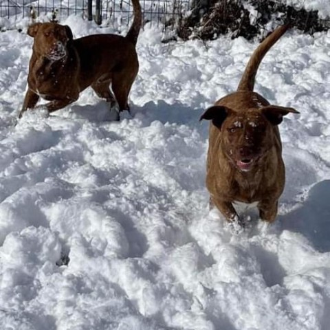 JERI- currently in the Paws-in-Prison program, an adoptable Vizsla in Union City, PA, 16438 | Photo Image 4