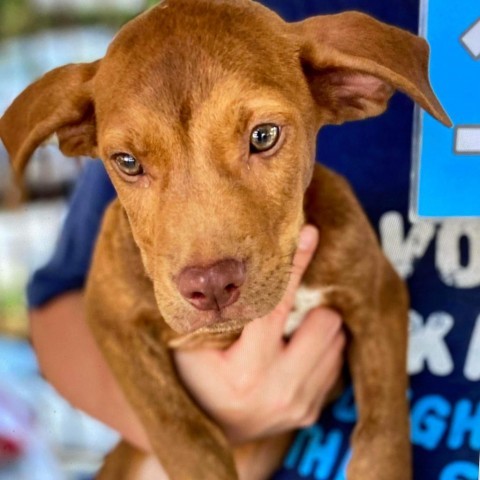 JERI- currently in the Paws-in-Prison program, an adoptable Vizsla in Union City, PA, 16438 | Photo Image 5