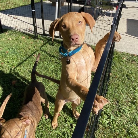 JALON-Currently enrolled in Paws-In-Prison training program., an adoptable Vizsla in Union City, PA, 16438 | Photo Image 2