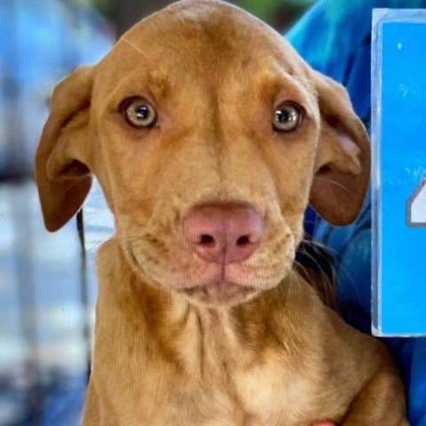 JALON-Currently enrolled in Paws-In-Prison training program., an adoptable Vizsla in Union City, PA, 16438 | Photo Image 3