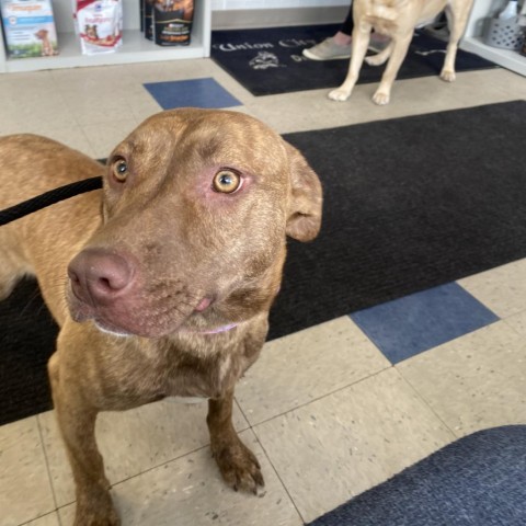 JACKIE- currently in the Paws-in-Prison training program!, an adoptable Vizsla in Union City, PA, 16438 | Photo Image 1