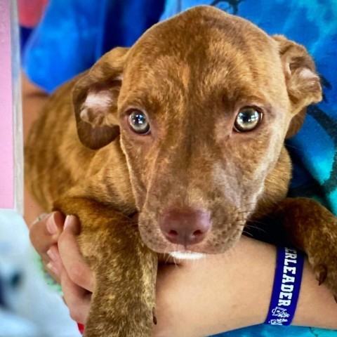 JACKIE- currently in the Paws-in-Prison training program!, an adoptable Vizsla in Union City, PA, 16438 | Photo Image 2