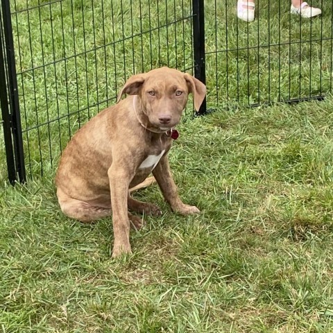 JACKIE- currently in the Paws-in-Prison training program!, an adoptable Vizsla in Union City, PA, 16438 | Photo Image 3