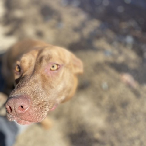 JACKIE- currently in the Paws-in-Prison training program!, an adoptable Vizsla in Union City, PA, 16438 | Photo Image 5