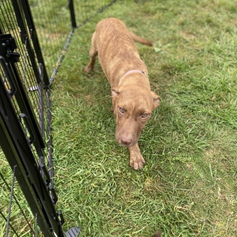 JACKIE- currently in the Paws-in-Prison training program!, an adoptable Vizsla in Union City, PA, 16438 | Photo Image 6