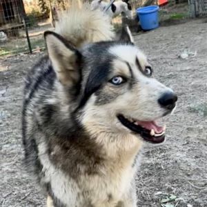 PAULO