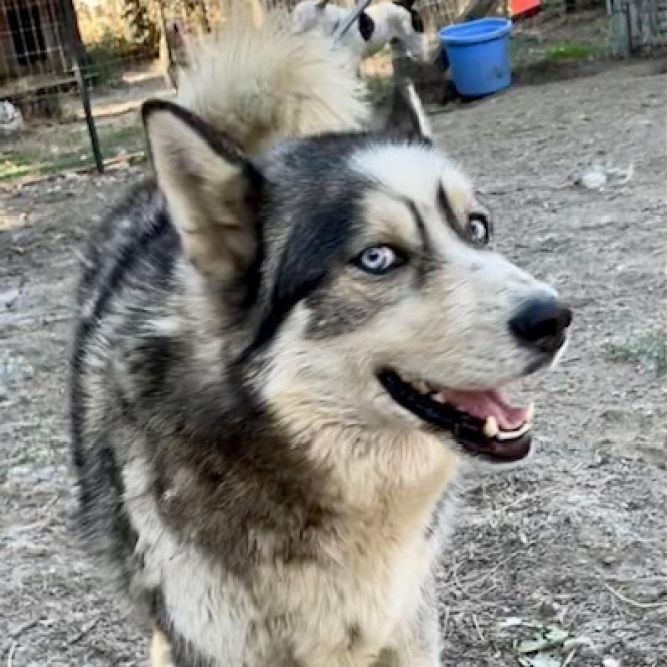 PAULO