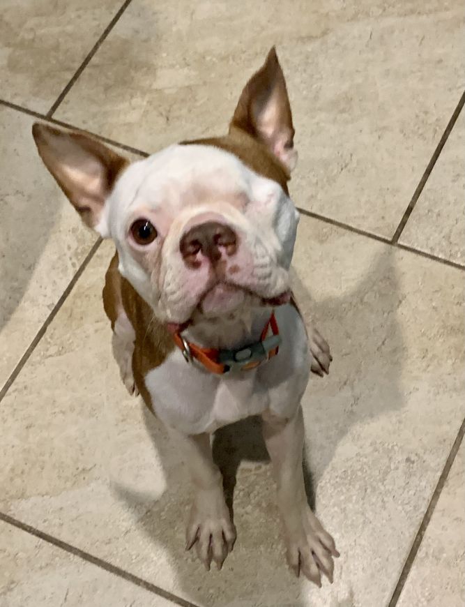 Remi
