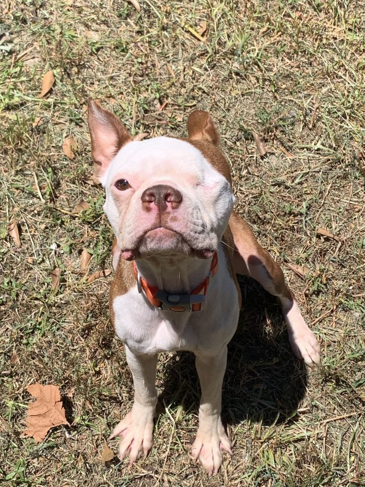 Remi, an adoptable Boston Terrier in Van Vleck, TX_image-3