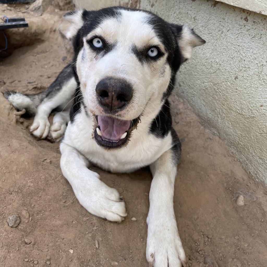 Azul, an adoptable Husky in Eufaula, OK, 74432 | Photo Image 1