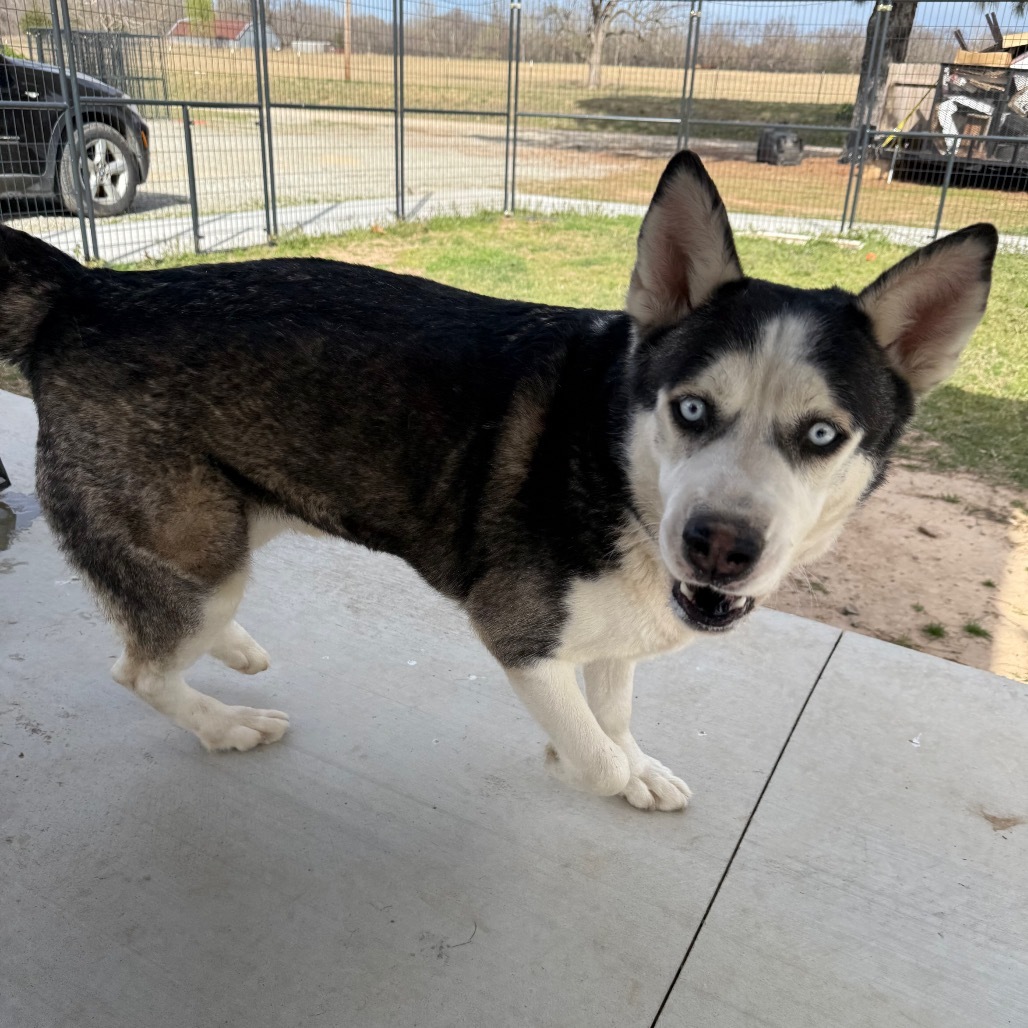 Azul, an adoptable Husky in Eufaula, OK, 74432 | Photo Image 1