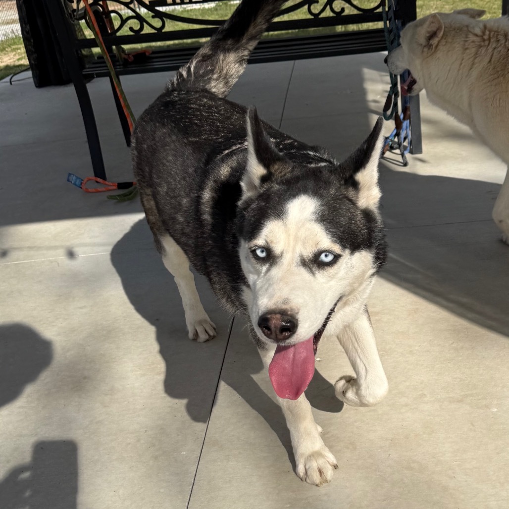 Azul, an adoptable Husky in Eufaula, OK, 74432 | Photo Image 3