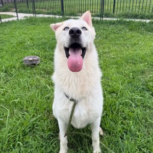 Sailor, Adult Male Husky