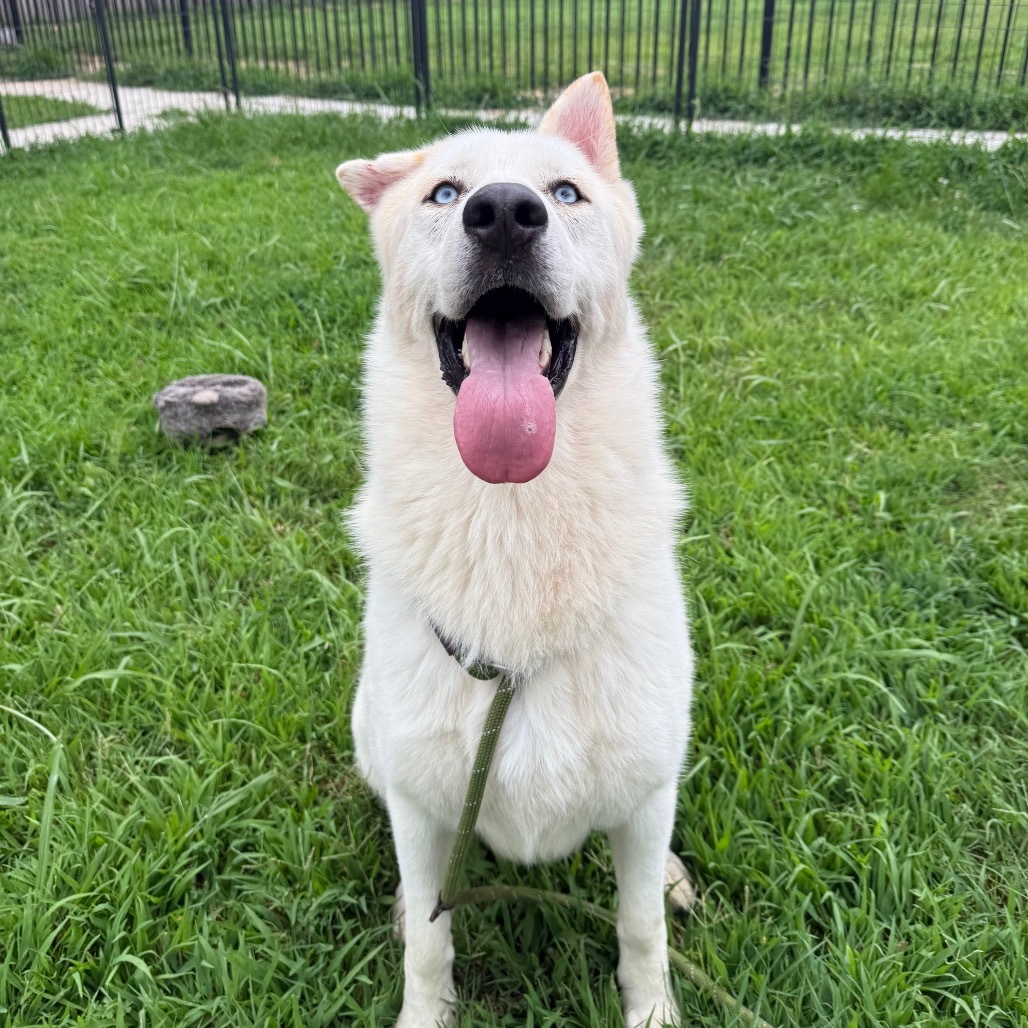 Sailor, an adoptable Husky in Eufaula, OK, 74432 | Photo Image 1