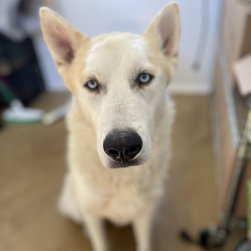 Sailor, an adoptable Husky in Eufaula, OK, 74432 | Photo Image 2