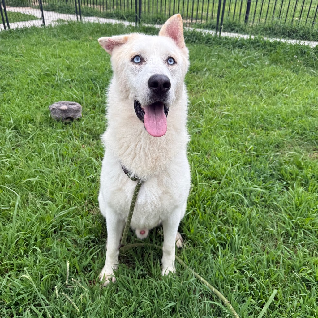 Sailor, an adoptable Husky in Eufaula, OK, 74432 | Photo Image 3