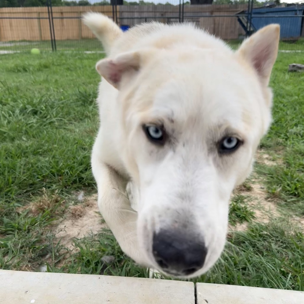 Sailor, an adoptable Husky in Eufaula, OK, 74432 | Photo Image 4