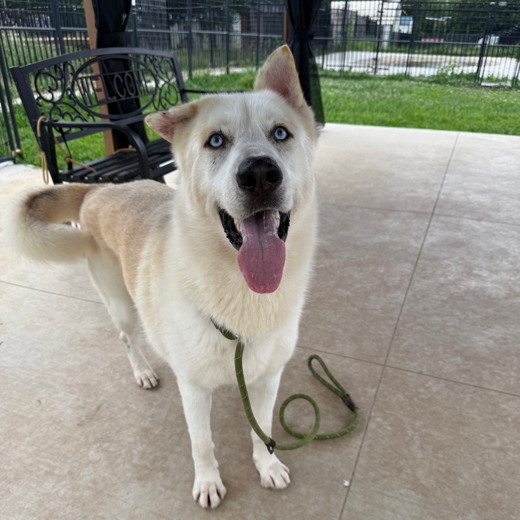 Sailor, an adoptable Husky in Eufaula, OK, 74432 | Photo Image 5