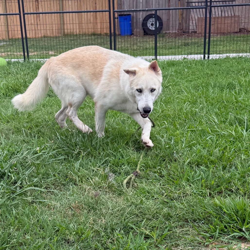 Sailor, an adoptable Husky in Eufaula, OK, 74432 | Photo Image 6