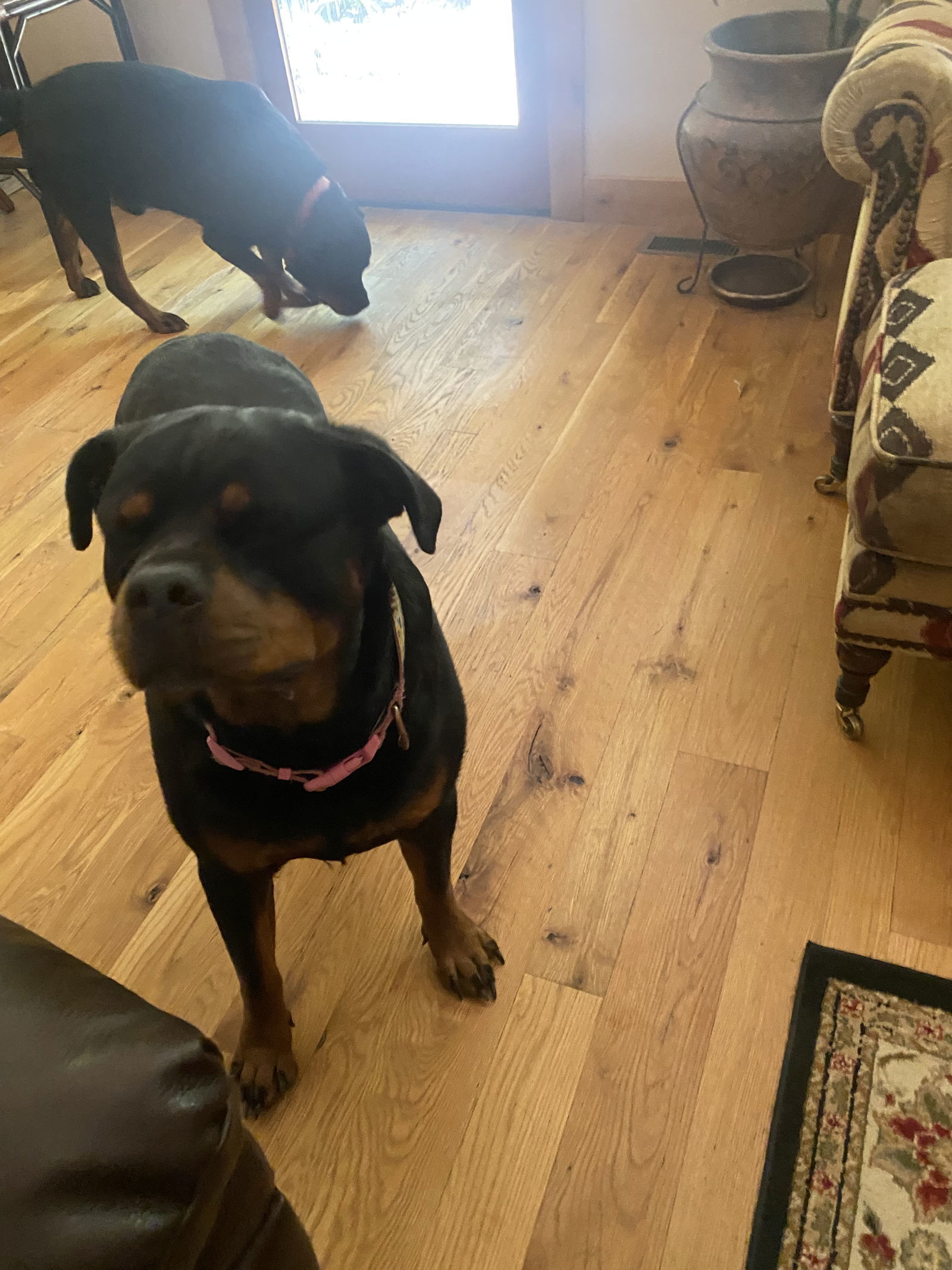 Scarlett/Referral, an adoptable Rottweiler in Laurel, MT, 59715 | Photo Image 1