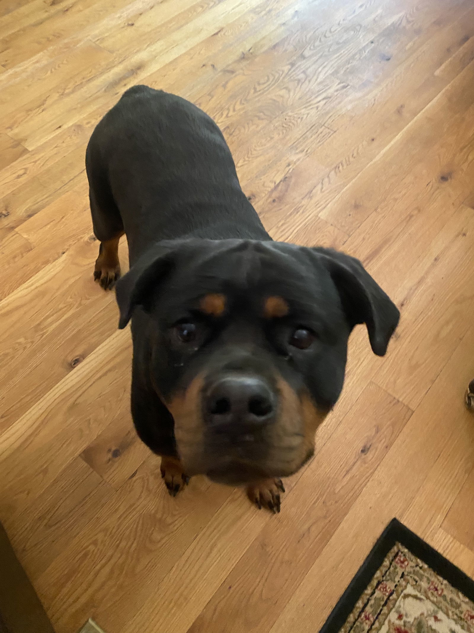 Scarlett/Referral, an adoptable Rottweiler in Laurel, MT, 59715 | Photo Image 2