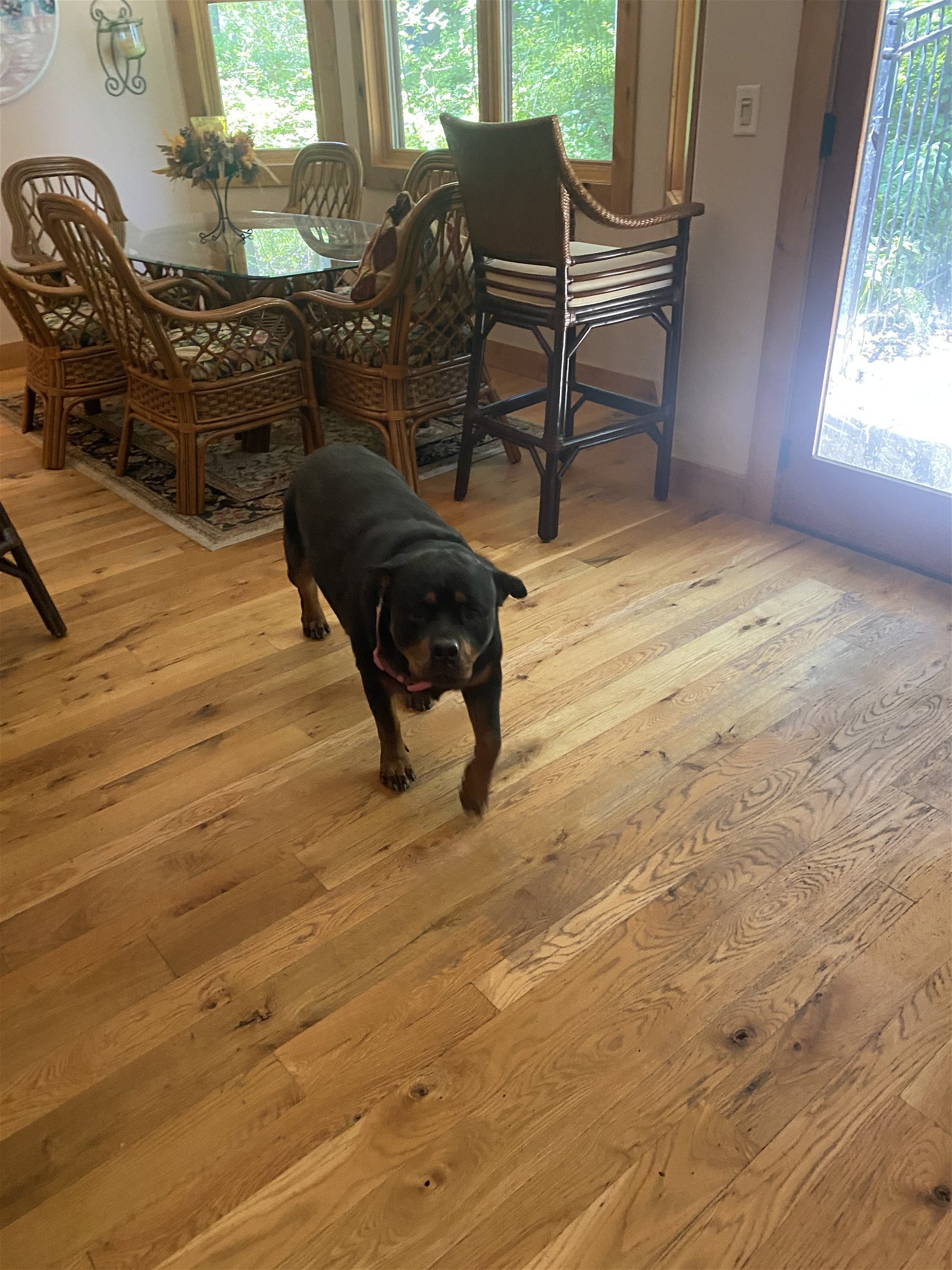 Scarlett/Referral, an adoptable Rottweiler in Laurel, MT, 59715 | Photo Image 3