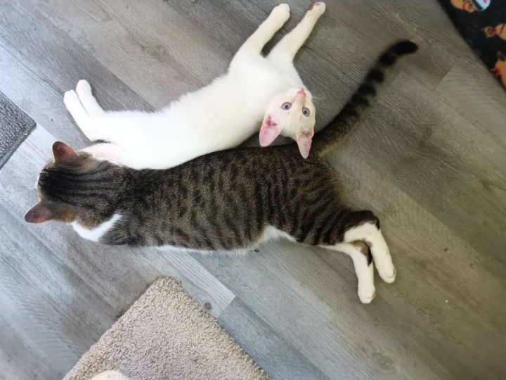 Bert (FIV+) 2