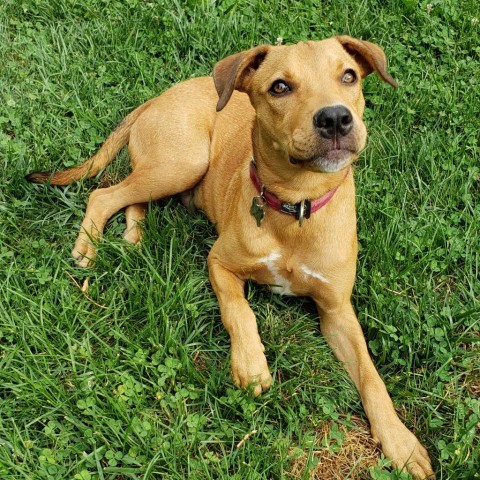 Tyler, an adoptable Labrador Retriever in Rockville, MD_image-1