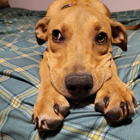 Tyler, an adoptable Labrador Retriever in Rockville, MD_image-5