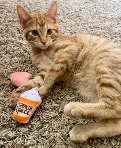 Tendu, an adoptable Domestic Short Hair in De Soto, IA, 50069 | Photo Image 3