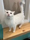 Mochi